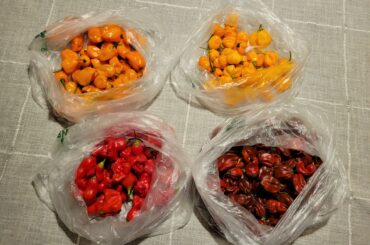 Secured the bag, I can retire now