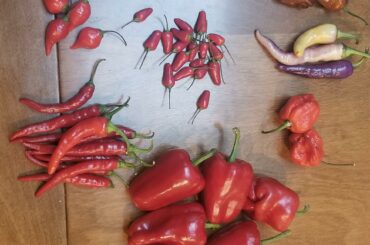 My latest haul from a local grower! Peppers in comments