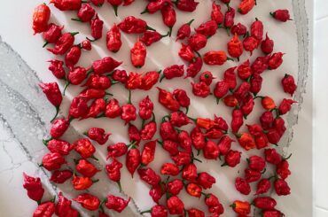 Carolina Reapers harvested the other day from my ONE plant