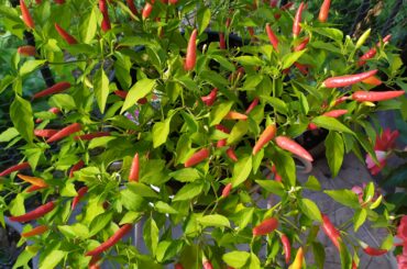 Anyone know what pepper this is?