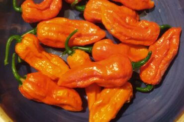 1st Ghost pepper harvest!