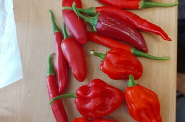 A gift for me from my boyfriend's family. These are self-growth, even though the weather was so bad in this year.