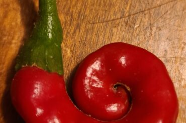Just picked this curly cayenne from my garden for sauce