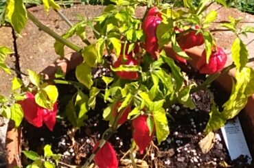 My hoe. Grown ghost peppers when they were ready to harvest still been eating them