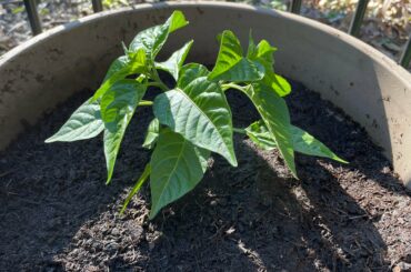 My Habanero loving it’s new pot. Brisbane, Australia