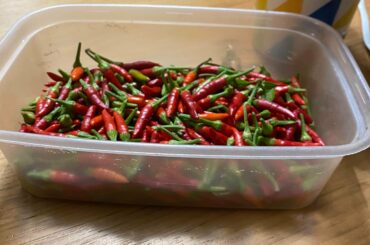 Harvested the rest of my birds eye peppers