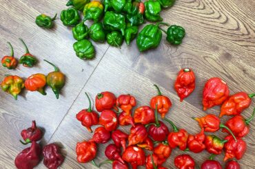 What do I have here? Grandpa bought & grew these thinking they were mild peppers which they clearly are not, so he gave them to me. Can I do anything with the green ones?