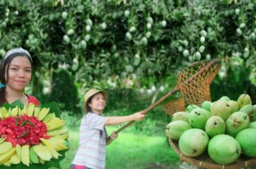 Harvesting & Cooking Raw Mango With Shrimp Paste & Chili Recipe