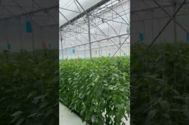 Product Video: Green Heart - Chili