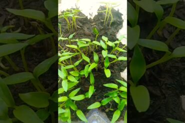 Planting at Home | Chili #shorts