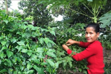 Pickle small green chili | special food with chili recipe | Healthy food with vegetables | By Sieb