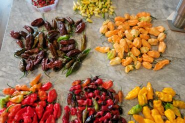 Last harvest of the year