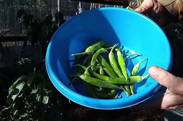 Mad Dog Deutschlandweit kocht Chili con carne from scratch .