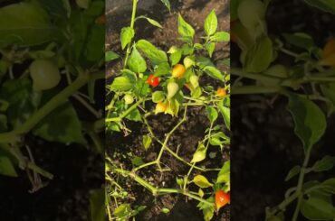 amazing chili  bell in my garden