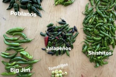 This year’s end-of-season haul from our garden. Time to start processing.