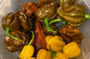 Fresh off the vine today