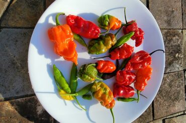 It's my sister's birthday today, but instead my brother in law decided to give me the best present of all, fresh from the garden. Guess which one I'm eating first