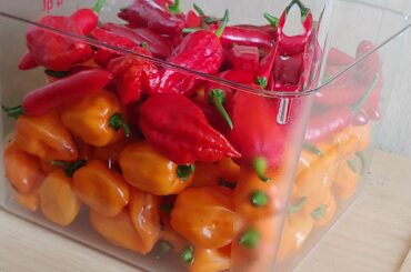 Hot Pepper Harvest