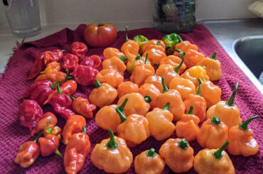 Spicy pumpkin haul