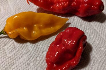 Got some tasty peppers I'm looking forward to trying.