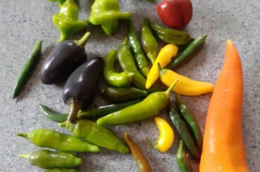 A selection of chillis my old man was given, can anyone identify the green ones at the top?