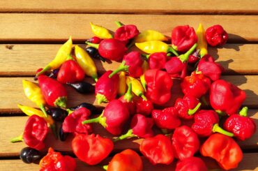 There are Jamaican bells and Reapers, which look identical. Russian Roulette i guess.