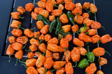 I would line to take a moment to thank Mother Nature, and ask her why the hell my ghost peppers were not so blessed.