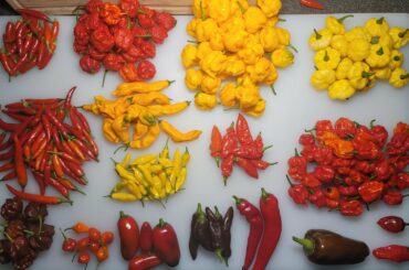 Grew too many, who wants some?!?