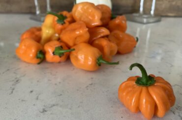 Habanero my friend grew that looks like a little pumpkin