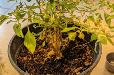 Annuum probably tepun