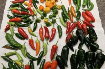 Our pepper harvest this year. Still trying to decide what to do with them all