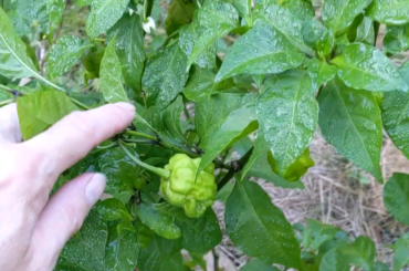 My Carolina Reaper bush, hand for scale