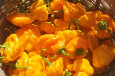 What are these peppers called? Can they be used to make hot sauce?