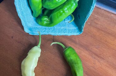 These were included in my CSA pickup and labeled only as “Hot Peppers” - anyone have any clue what type(s) they are?