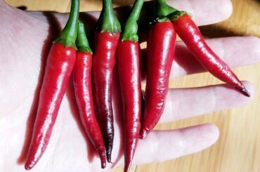 Love my double Thai Chili