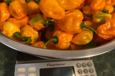 What should I make? I’ve got over 2 1/2 lbs of habaneros. My plant produced WAY more that I bargained for.