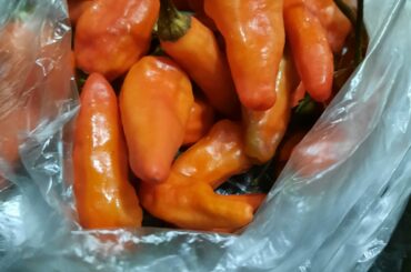 I posted a while ago and didn't get to add a photo of it out of the bag. Does anyone know the name ?