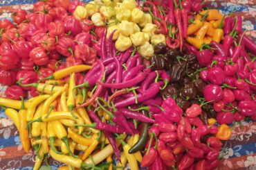 Some of my peppers. There are still some not ready to pick. Not bad considering the shitty weather in Germany this year.