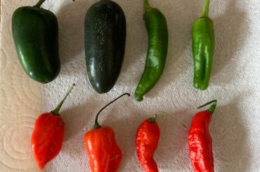 Help identifying peppers?