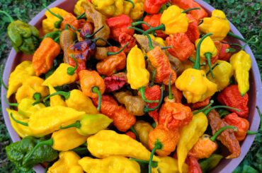 This week's cold snap made the peppers ripen up quickly