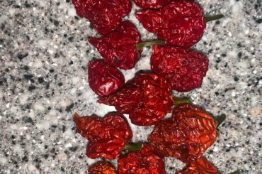 Not a huge yield from my T scorpion plant but I’m definitely happy. Learned a lot this year about growing.