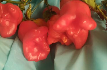 weird shaped pepper! Name?