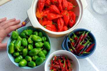 Latest pepper harvest! Only about 10 Ghosts left to finish ripening before this season is up.