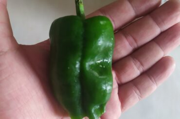 Anyone know what this fella is? Got it in a veggie basked and would love to know more about it! I think it's too big to be a jalapeno?