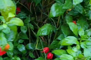 That's a lot of reapers! What all should i do with them?