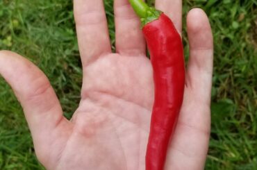 Two out of three of my Thai Chili plants are producing enormous peppers this year. Must have gotten some variants in my seed packet!