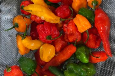 My salsa base yesterday - Serranos, Habaneros, Scorpions, Ghosts, and Reapers