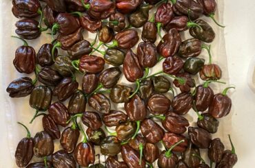 The best pepper out there (in my inexperienced and definitely not biased opinion)