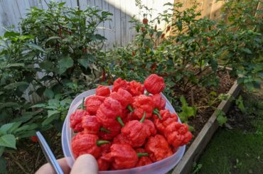 Another Reaper harvest this week