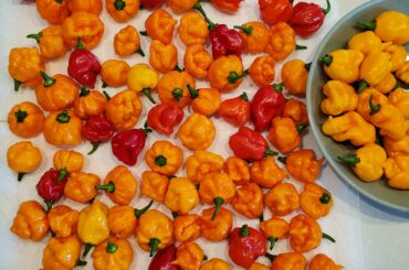 Had our first freeze here in Minnesota, so I had to harvest the last of my peppers before I said goodbye for the season. Until you germinate again next March...